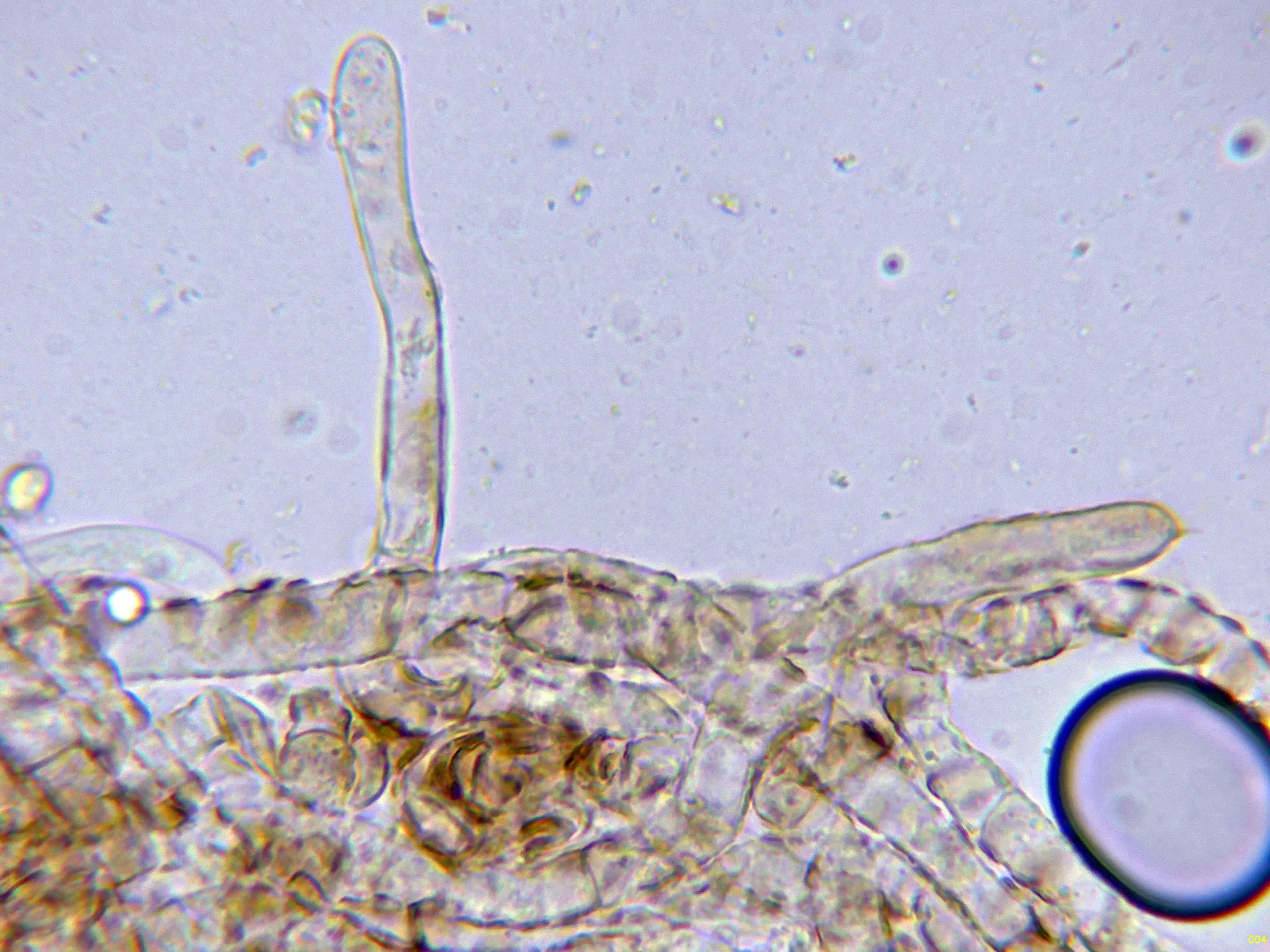 10 - Suprapellis agua-004